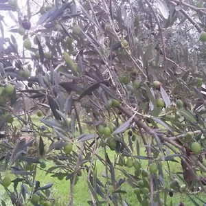  Casa di campagna La Casetta Tra Gli Ulivi